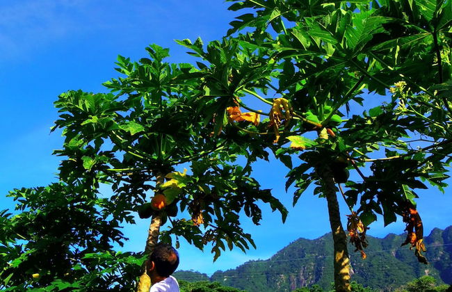 Yakushima Cottage Morino Fairy - Photo 40
