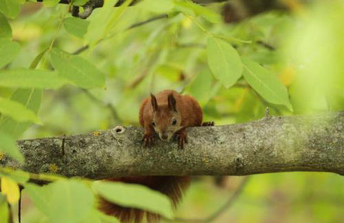 Amselgarten - Foto 6