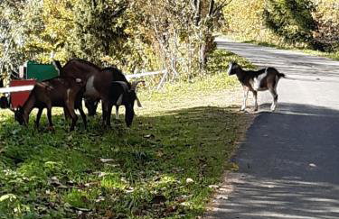 Villa Victoria - Foto 52