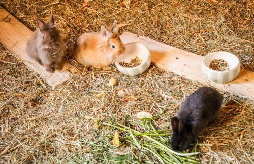 Ferienhof Kosertal - Erlebnisbauernhof, Reitstall & Spa - Foto 9