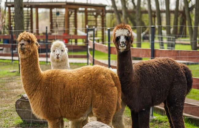 Apartment in Niechorze Near Baltic Beach - Photo 20