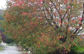 Isard - Le Hameau De La Courbière - Foto 15