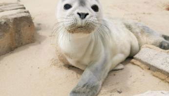 Perle d'Opale T2 FACE MER BALNÉO-SPA PARKING PRIVÉ WIFI NETFLIX HÔTEL&LOGDE 4 PERS - Foto 3