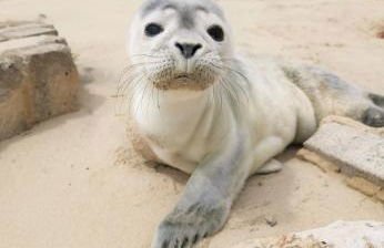 Perle d'Opale T2 FACE MER BALNÉO-SPA PARKING PRIVÉ WIFI NETFLIX HÔTEL&LOGDE 4 PERS - Foto 3