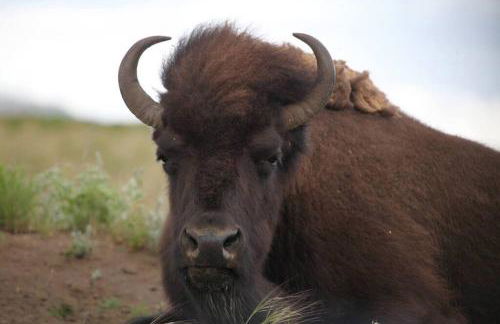 White Owl Retreat Yellowstone Grand Teton - Foto 30