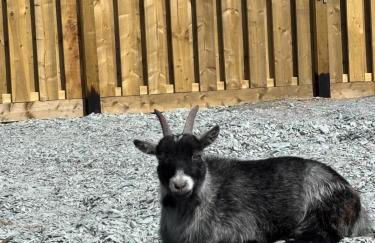Aberdaron Shepherd Huts - Foto 46