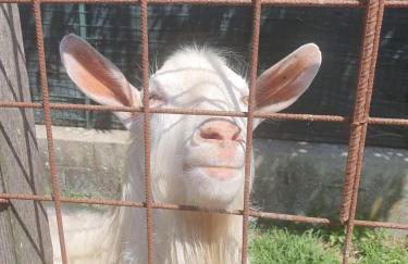 Splendido rustico shabby - Foto 49