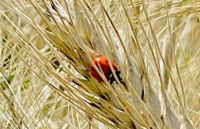 Az. Agr. Parco dei Buoi - Foto 69