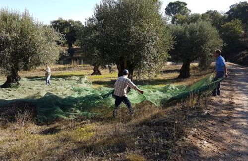 Quinta da Bizelga Cottages - Foto 53