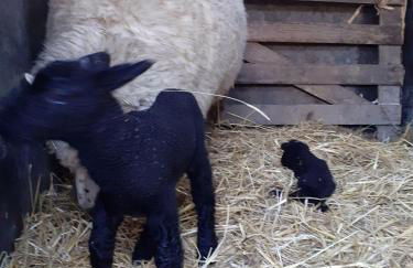 Haus-Luise - Foto 17