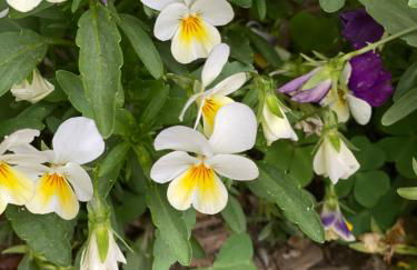 Chez Hélène 3 étoiles, labellisé disabled PMR,pour 4 personnes chiens bienvenus-pet friendly - Foto 42