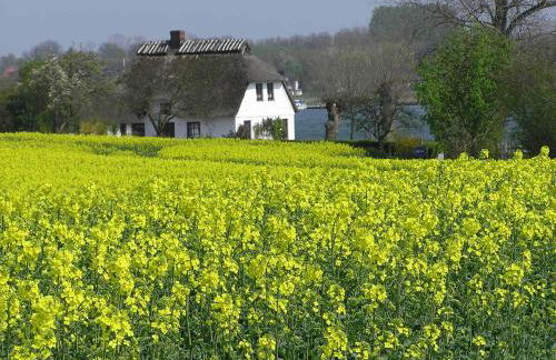 Det gule Hus - Foto 7