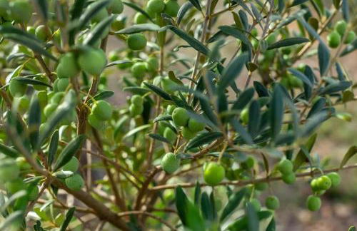 Menorca Agroturismo Llimpet - Foto 28