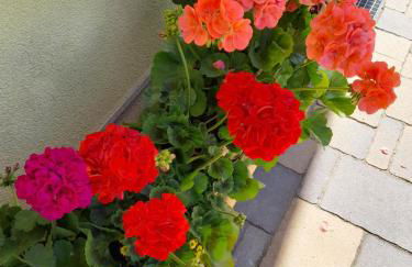 Agritur Belsogno B&B - Foto 26