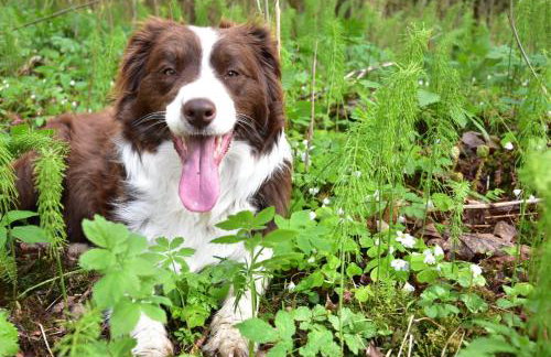 Siedlisko nad Łąkami - Foto 12