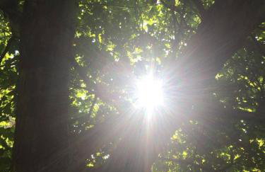 Platanus Gardenhouse - Foto 31