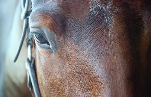 Gite Provençal du Mas Arnaud - Foto 10