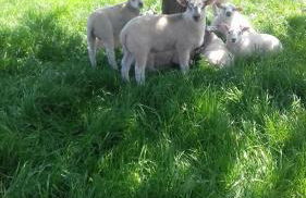 The Haybarn - Foto 23