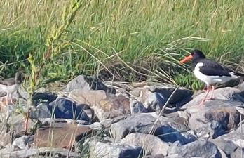 Seevilla Wietjes Whg 7 - Foto 30