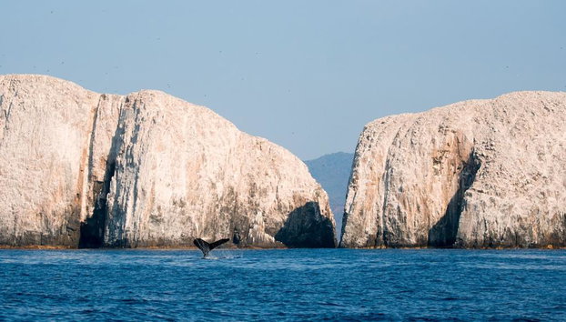 Whale Watching Aboard the Picante - Foto 2