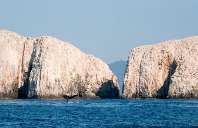 Whale Watching Aboard the Picante - Photo 2