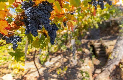 Casa Dona Aninhas - Douro - Foto 4