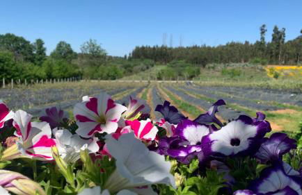 Quinta Vale Salgueiro - Foto 34