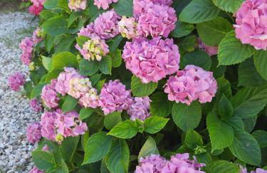 Villa Colle di Giotto Mugello, Tuscany - Foto 30