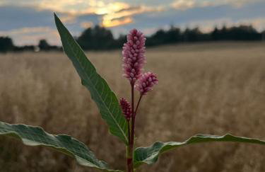 Osada Iwiec-Karpaty w Borach Tucholskich - Foto 14