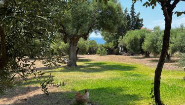 Country Vila - Foto 2, Garden