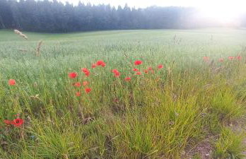 Zawady Oleckie- Ostoja - Foto 20