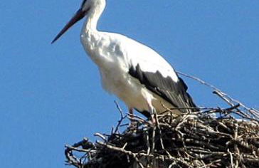 Au chalet de JO avec accès à l'espace piscine et jacuzzi - Foto 28