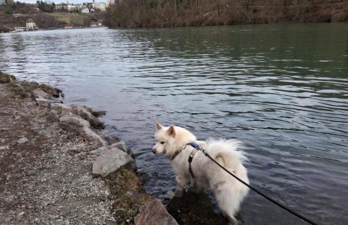 Pure Vista Hank Schwarzwaldblick - Photo 13