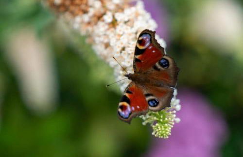 Friesenwind - Hochwertige Ferienwohnung mit Gartenoase - Photo 26