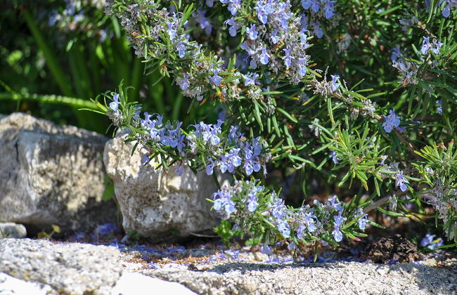La nonna Efrosini - Photo 34