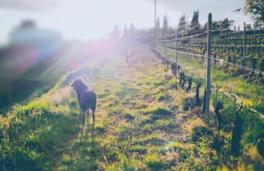 Villa Oliviana - Foto 68