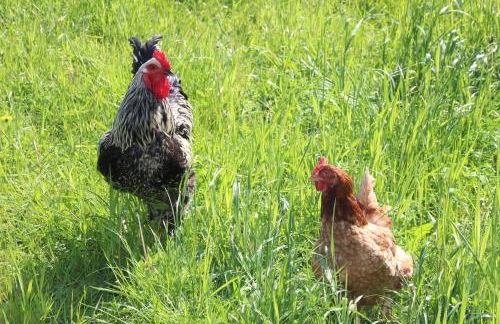 Ferienhof Wernecke Ferienwohnung - Foto 16