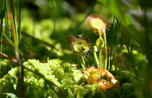 Leśniczówka Wigierskiego Parku Narodowego w Maćkowej Rudzie - Foto 32