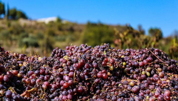 Wine Tasting Tour from Paphos - Small Group Tour - Photo 2