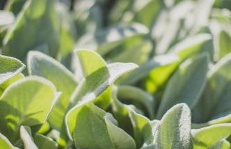 Viereinhalb Eichen - Ferienwohnung am Niederrhein - Foto 35