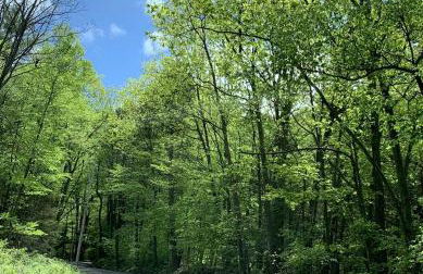 Gorgeous Cottage for Two, Overlooking Pond on 20 acres, Glamping in Pennsylvania - Foto 8