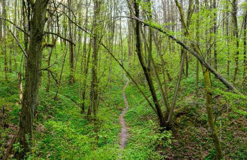 Dom w Jaśminach - Foto 15