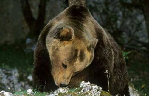 Grottino Apartment Parco Velino Sirente - Foto 33