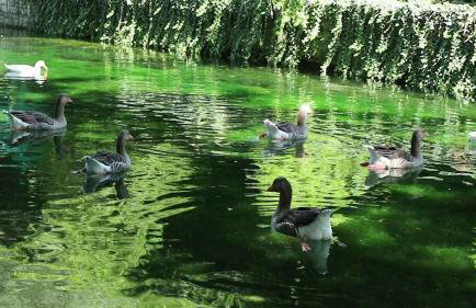 homonatura petrinum - Foto 39