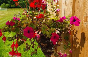 Dartmoor Reach Alpaca Farm - Foto 34