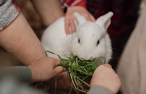 Ferienhaus Spieker - Hof Brockmann - Foto 25