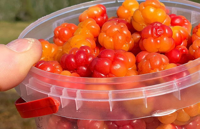 7 Person Holiday Home in Melfjordbotn-by Traum - Photo 6