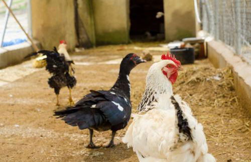 Aldea Los Odres - Cabañas de Madera de 1ª con Piscina Privada y BBQ en la puerta - Foto 28