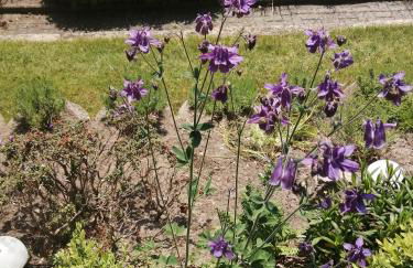 Ferienwohnung Ilmenaublick mit Zugang zum Fluss - Foto 8