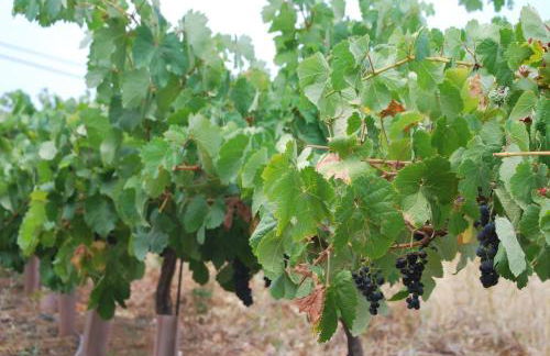 Casa Rural Las Llanadas - Foto 42